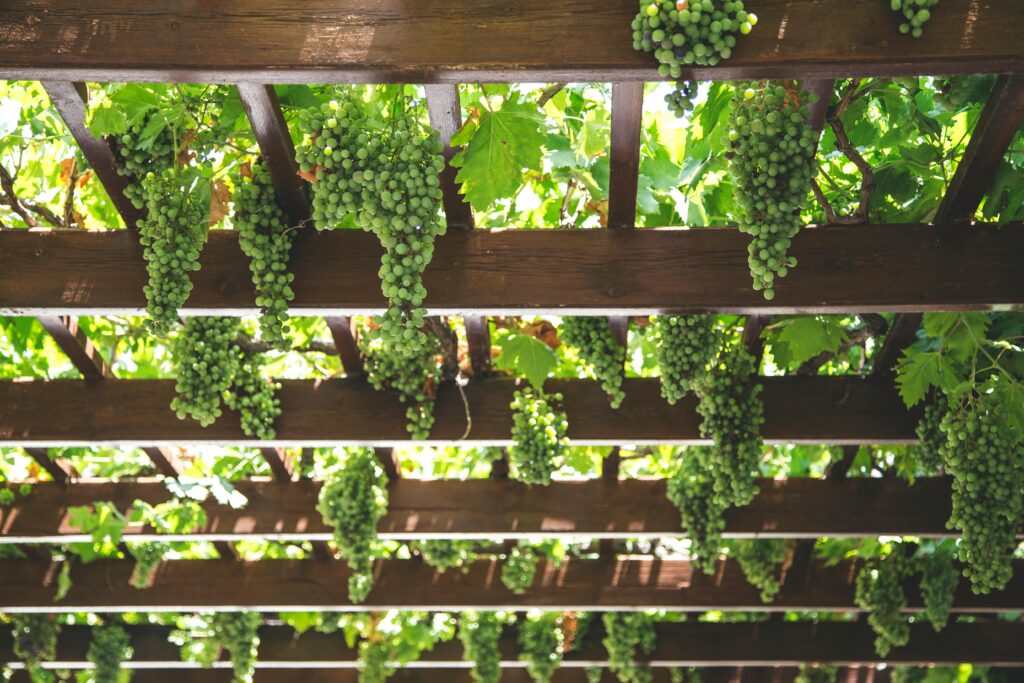 How to Plant Grapes in Your Backyard