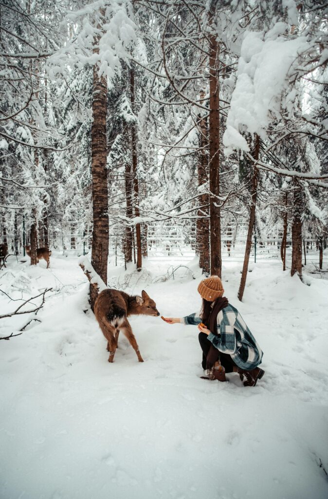 Winter Wildlife Care