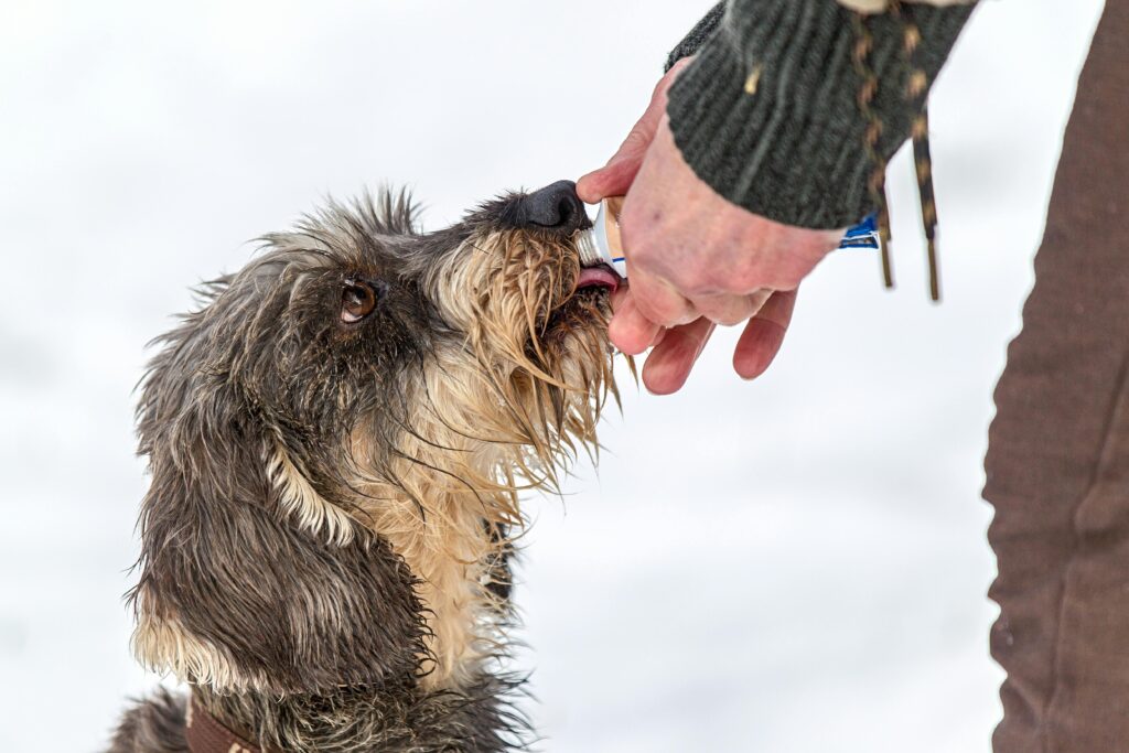 Why Winter Wildlife Care Matters