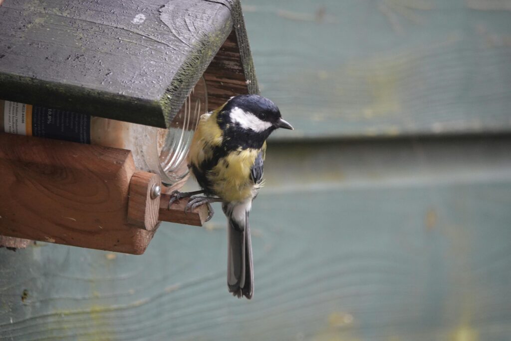 Eco-Friendly Bird Feeders