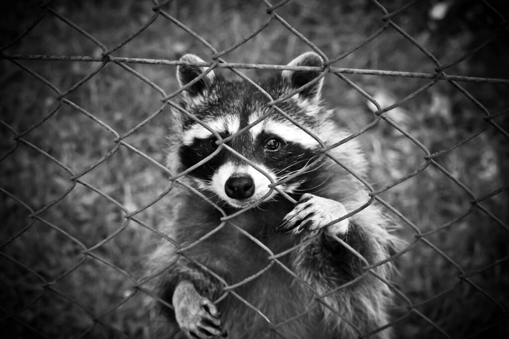 Creating a Raccoon-Free Backyard Environment