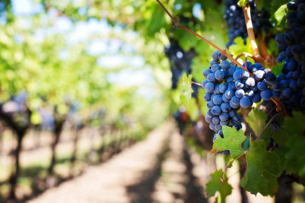 How to Plant Grapes in Your Backyard