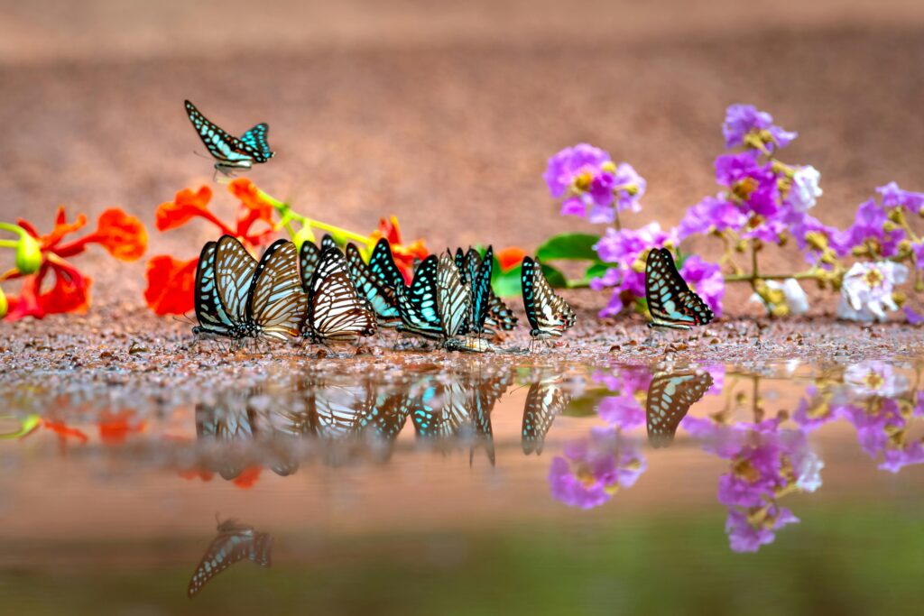 Butterfly Puddling Station