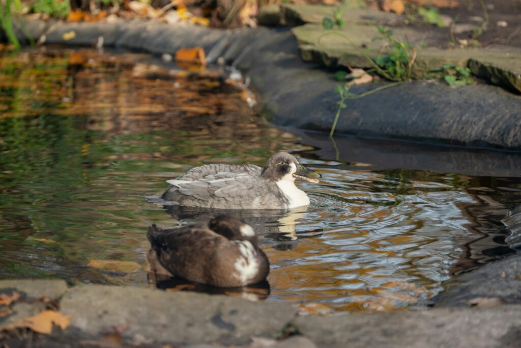 Build a Backyard Pond from Scratch