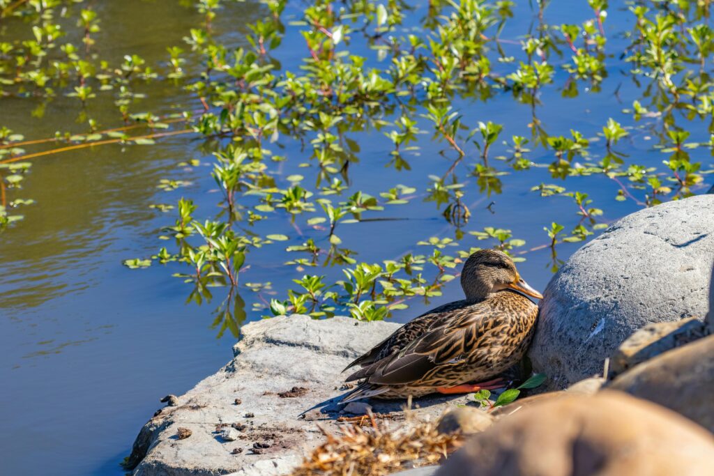 Wildlife Ponds