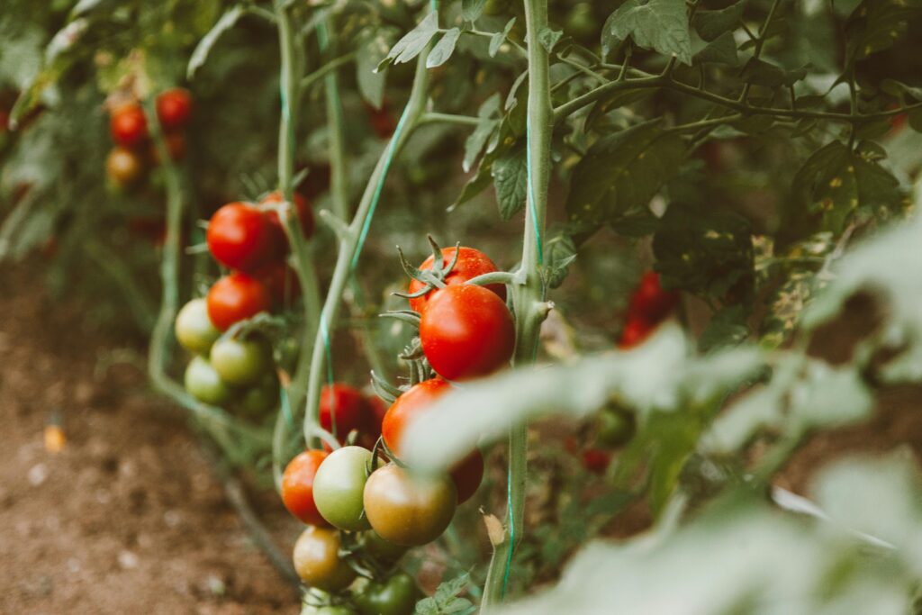 Menu Ideas for a Harvest Dinner