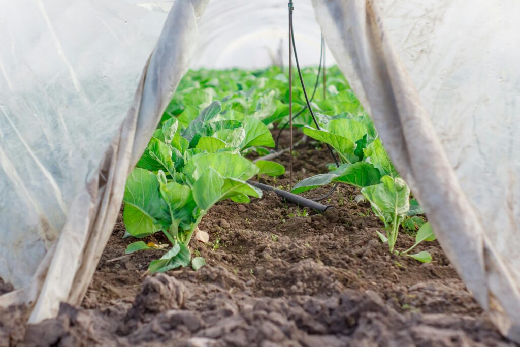 Planting Your Vegetable Garden