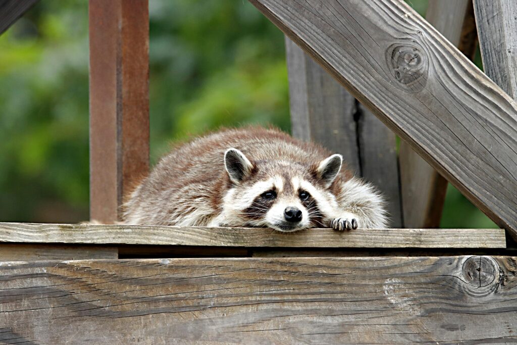 How to Get Rid of Raccoon in Backyard at Night