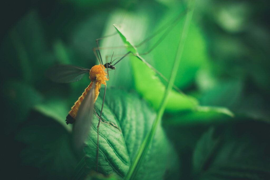 DIY Tips and Tricks for Mosquito Control