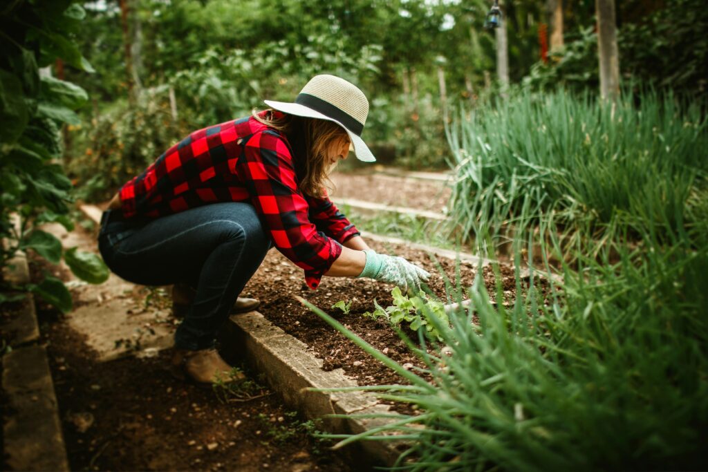 How to Plant Grapes in Your Backyard