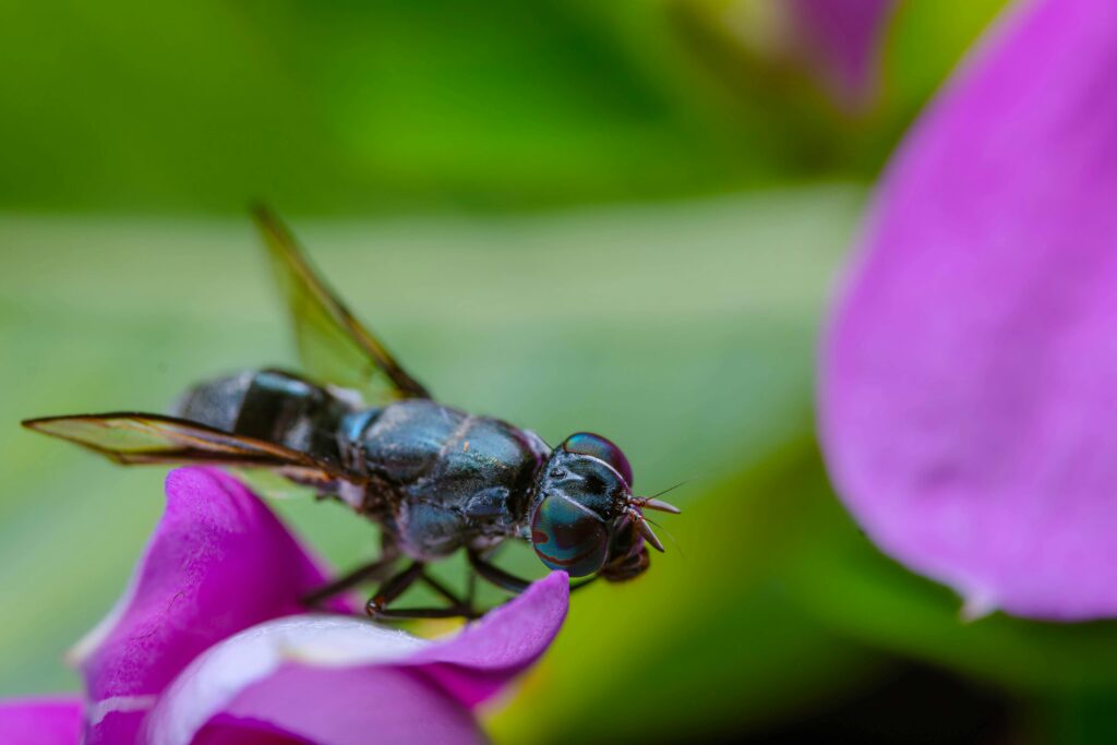 Natural Ways to Get Rid of Flies in Backyard