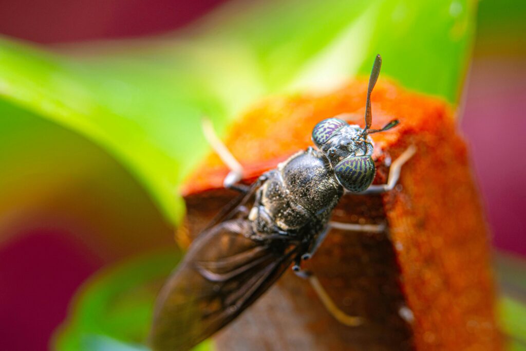 How to Get Rid of Flies in Backyard