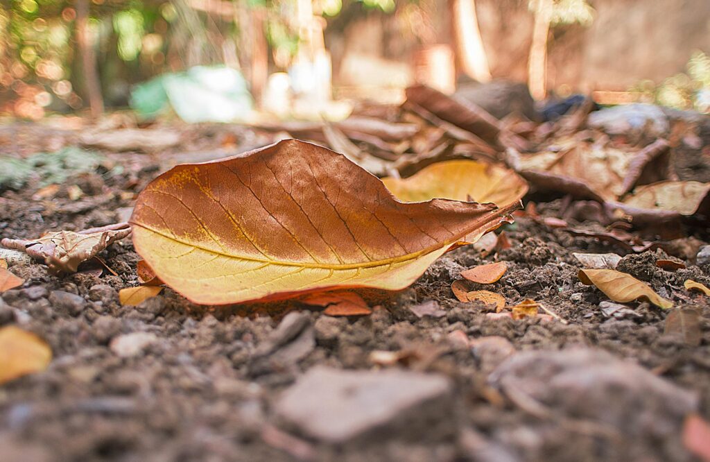 Key Autumn Landscaping Tips