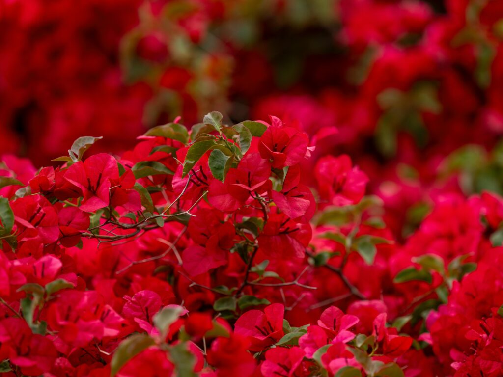Seasonal Considerations and Year-Round Beauty