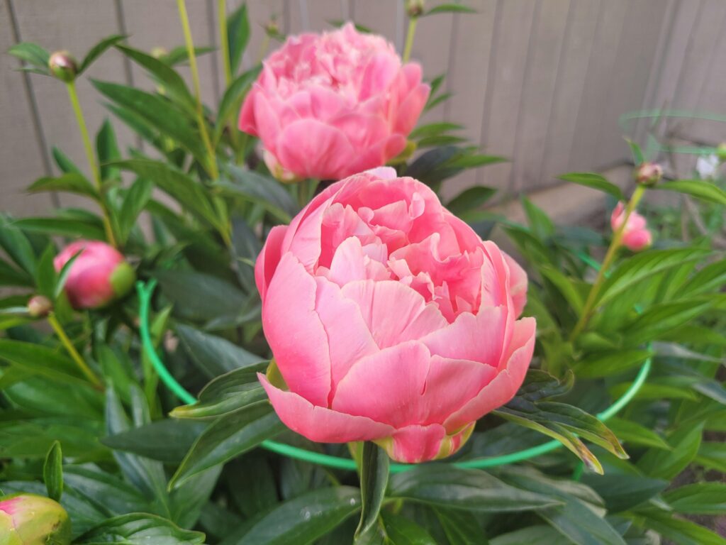 Gardening