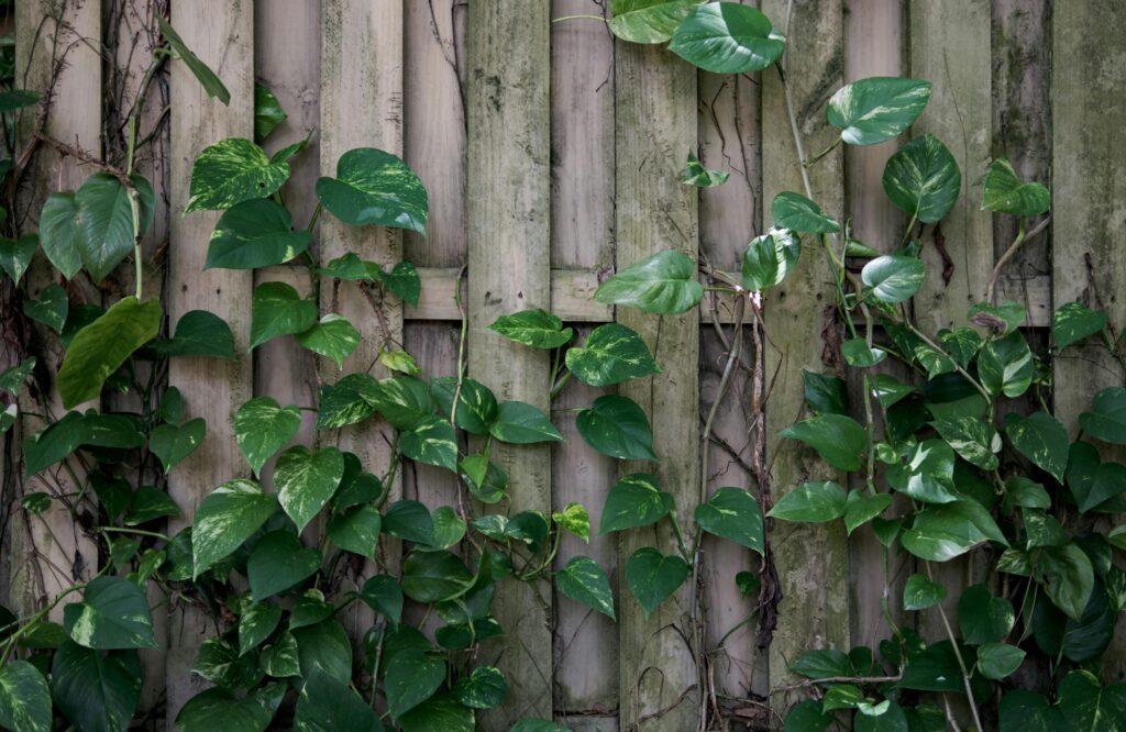Repurposing Items for Vertical Gardens