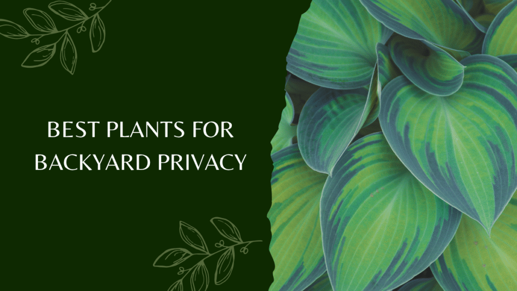 Best Plants for Backyard Privacy