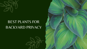 Best Plants for Backyard Privacy