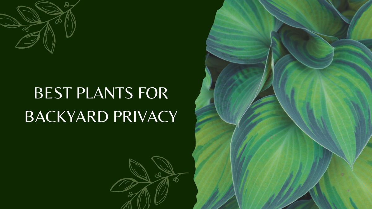 Best Plants for Backyard Privacy