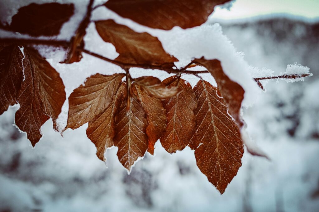 Copper Beech