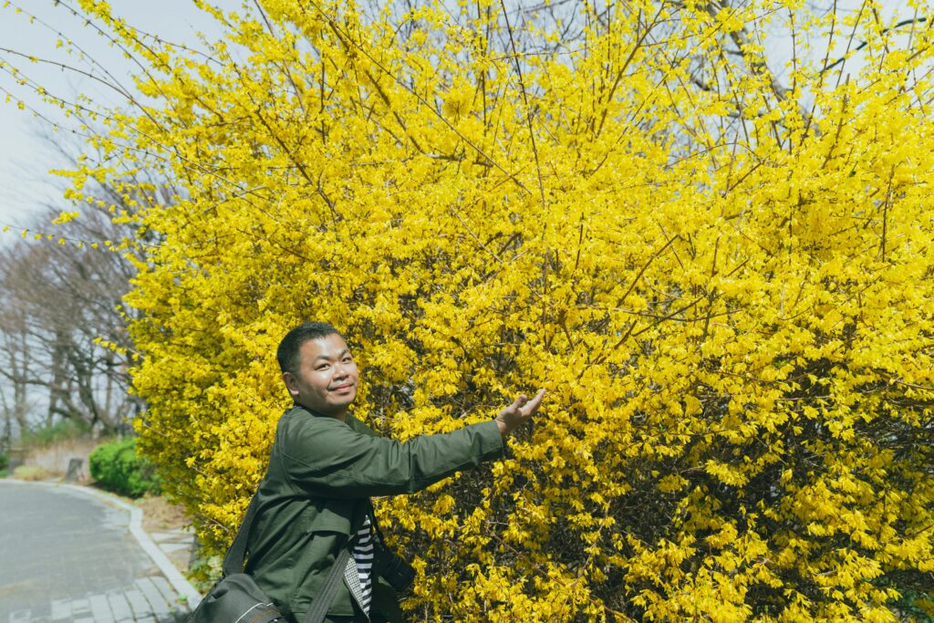 Forsythia