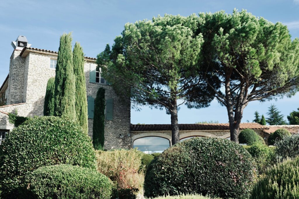 Boxwood
