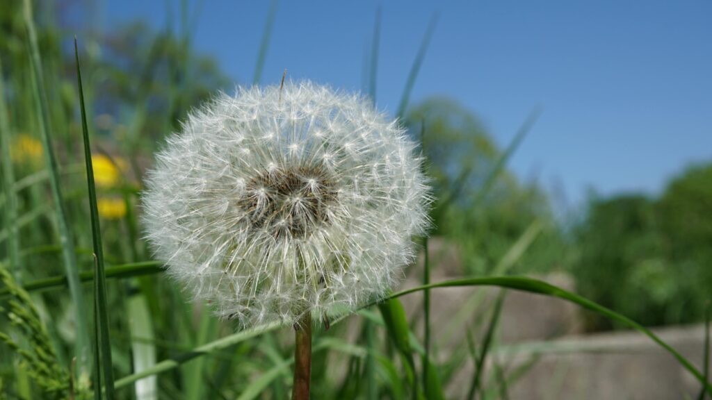 Maiden Grass
