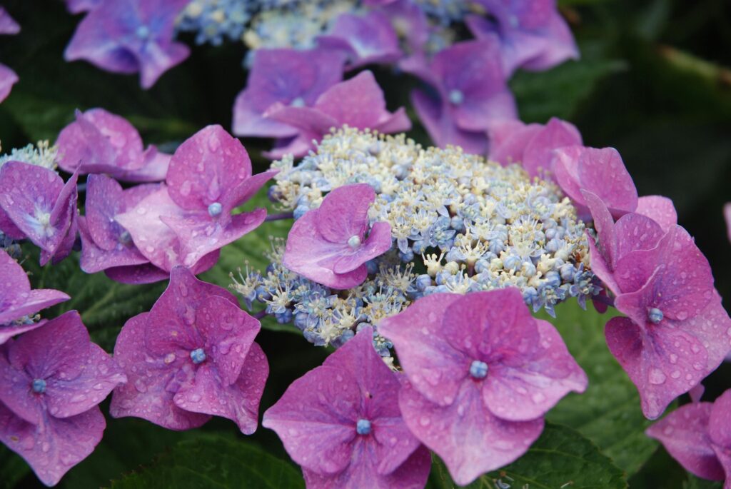 Climbing Hydrangea