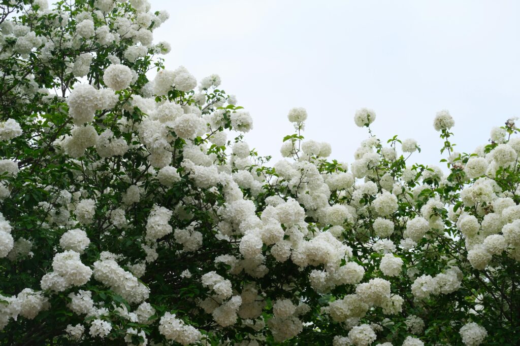Sparkler Viburnum