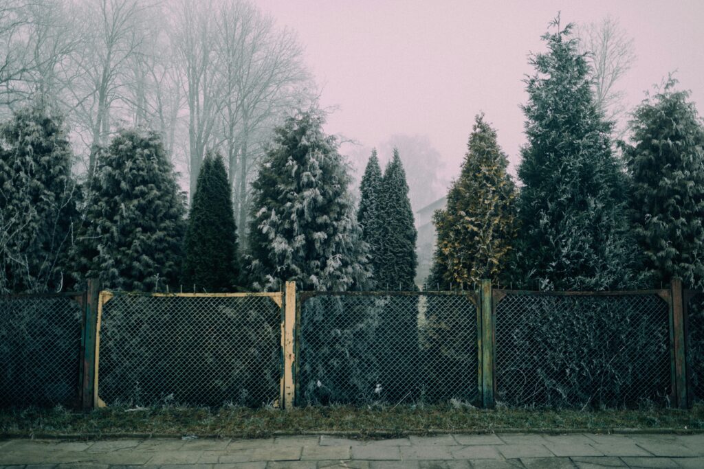  Arborvitae