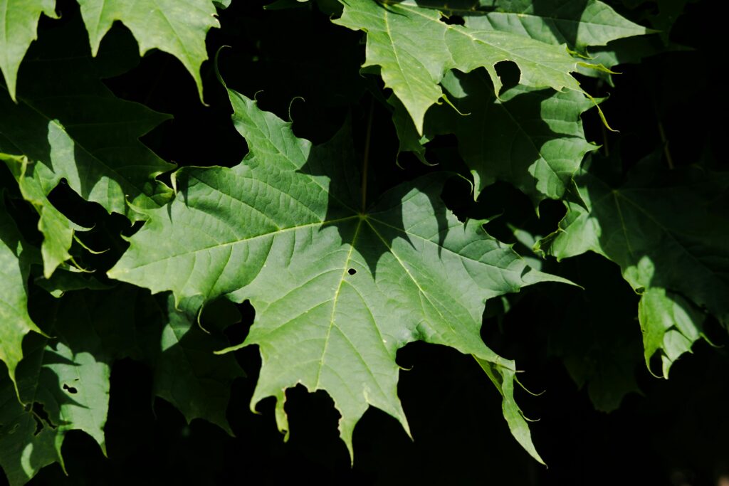 Norway Maple