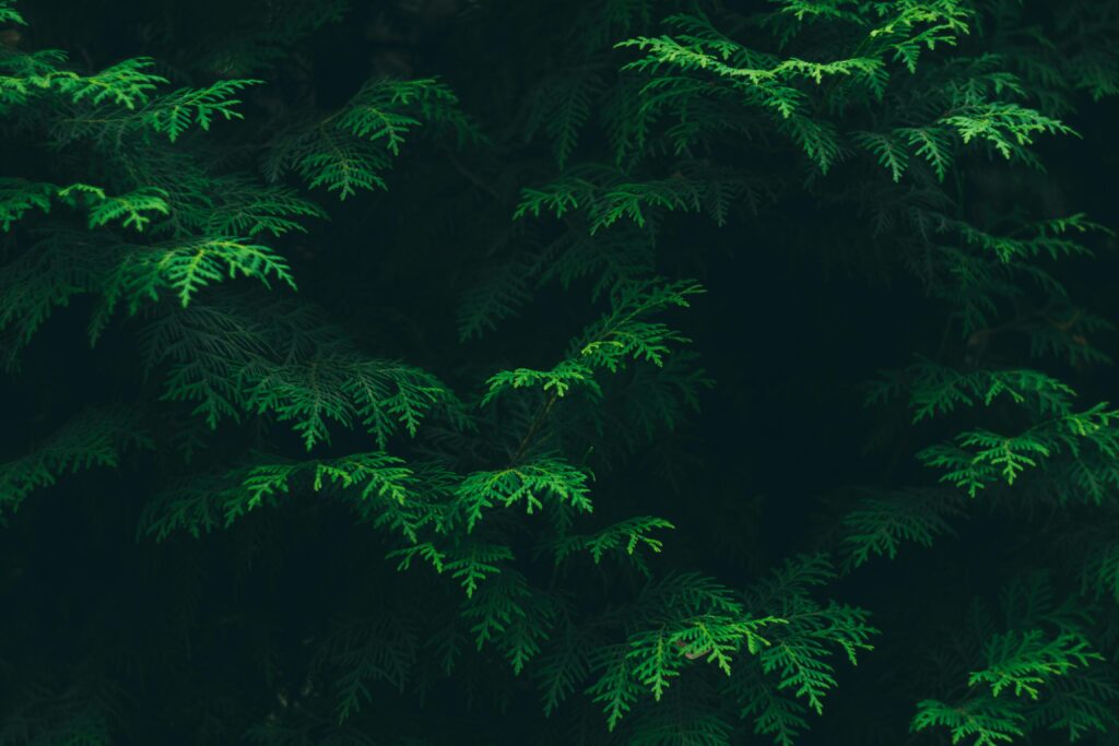 Leyland Cypress