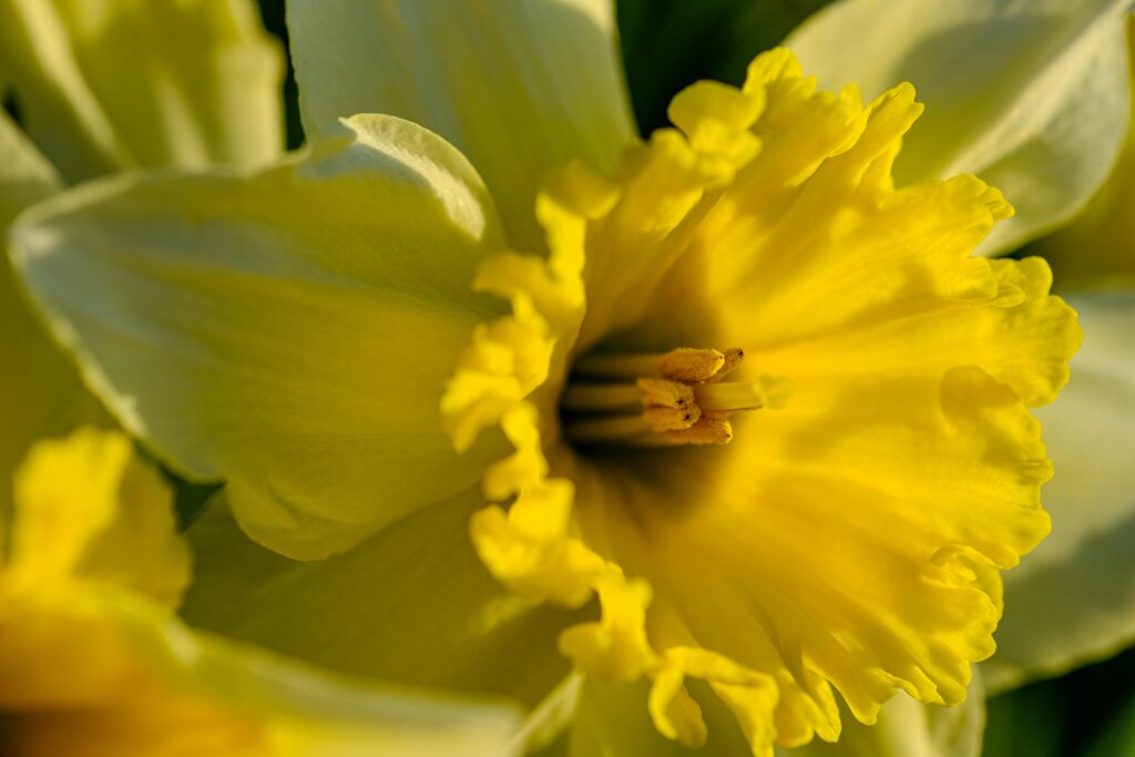 Carolina Jessamine